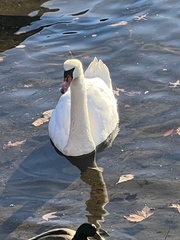 Cygnus olor