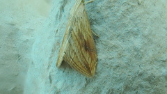 Evergestis forficalis