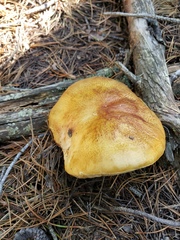Boletus rubriceps