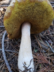 Boletus rubriceps