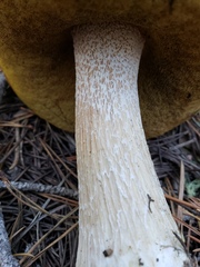 Boletus rubriceps