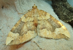 Eulithis populata