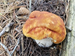 Boletus rubriceps