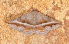 Lesmone griseipennis