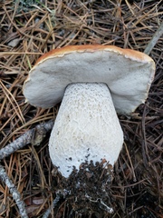 Boletus rubriceps