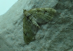 Chloroclystis v-ata