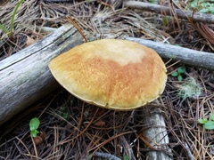 Boletus rubriceps