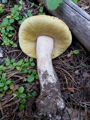 Boletus rubriceps