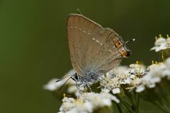Satyrium acaciae