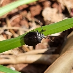 Antiteuchus mixtus