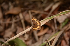 Junonia elgiva