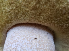Boletus rubriceps