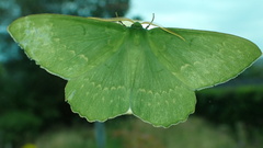 Geometra papilionaria