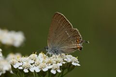 Satyrium acaciae