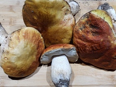 Boletus rubriceps