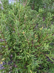 Lyonia ferruginea