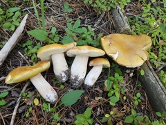 Boletus rubriceps