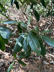 Rhododendron