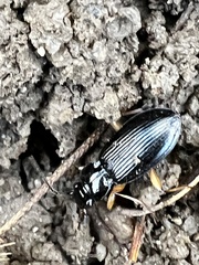 Patrobus longicornis