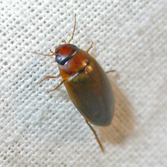 Liopterus haemorrhoidalis