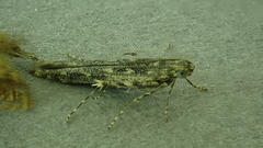 Batrachedra praeangusta