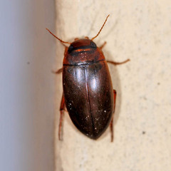 Liopterus haemorrhoidalis