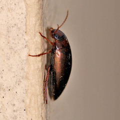 Liopterus haemorrhoidalis