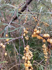 Hippophae