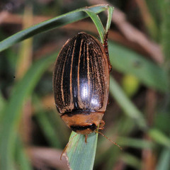 Hydaticus grammicus