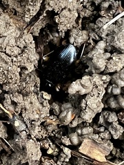 Patrobus longicornis