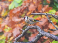 Carduelis carduelis