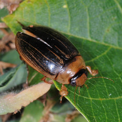 Hydaticus grammicus