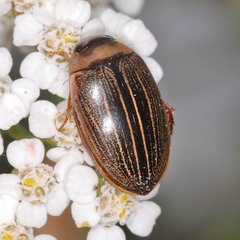 Hydaticus grammicus
