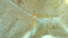 Limoniidae