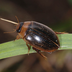 Hydaticus grammicus