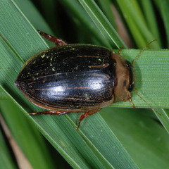 Hydaticus grammicus