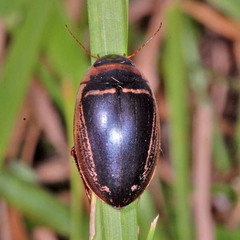 Hydaticus transversalis