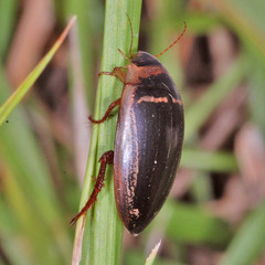 Hydaticus transversalis