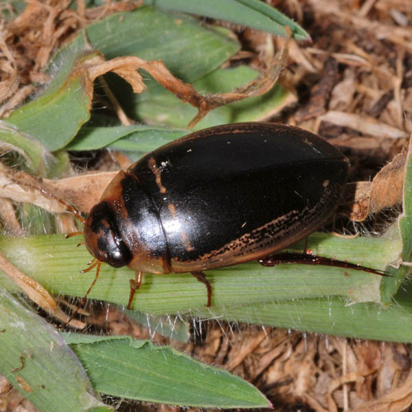 transverse diving beetle