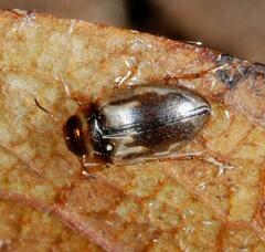 Hydroglyphus geminus