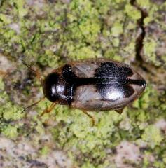 Hydroglyphus geminus