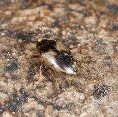 Hydroglyphus geminus