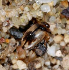 Hydroglyphus geminus