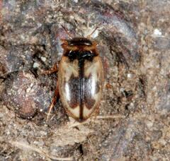 Hydroglyphus geminus