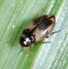 Hydroglyphus geminus