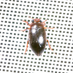 Hydroporus angustatus