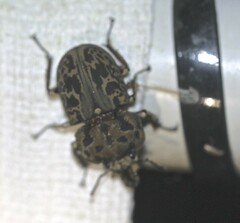 Ryssonotus nebulosus