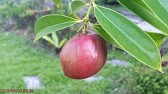 Phaleria macrocarpa