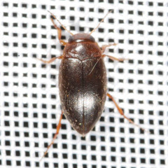 Hydroporus angustatus