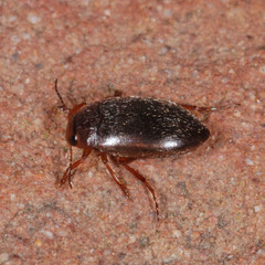 Hydroporus angustatus